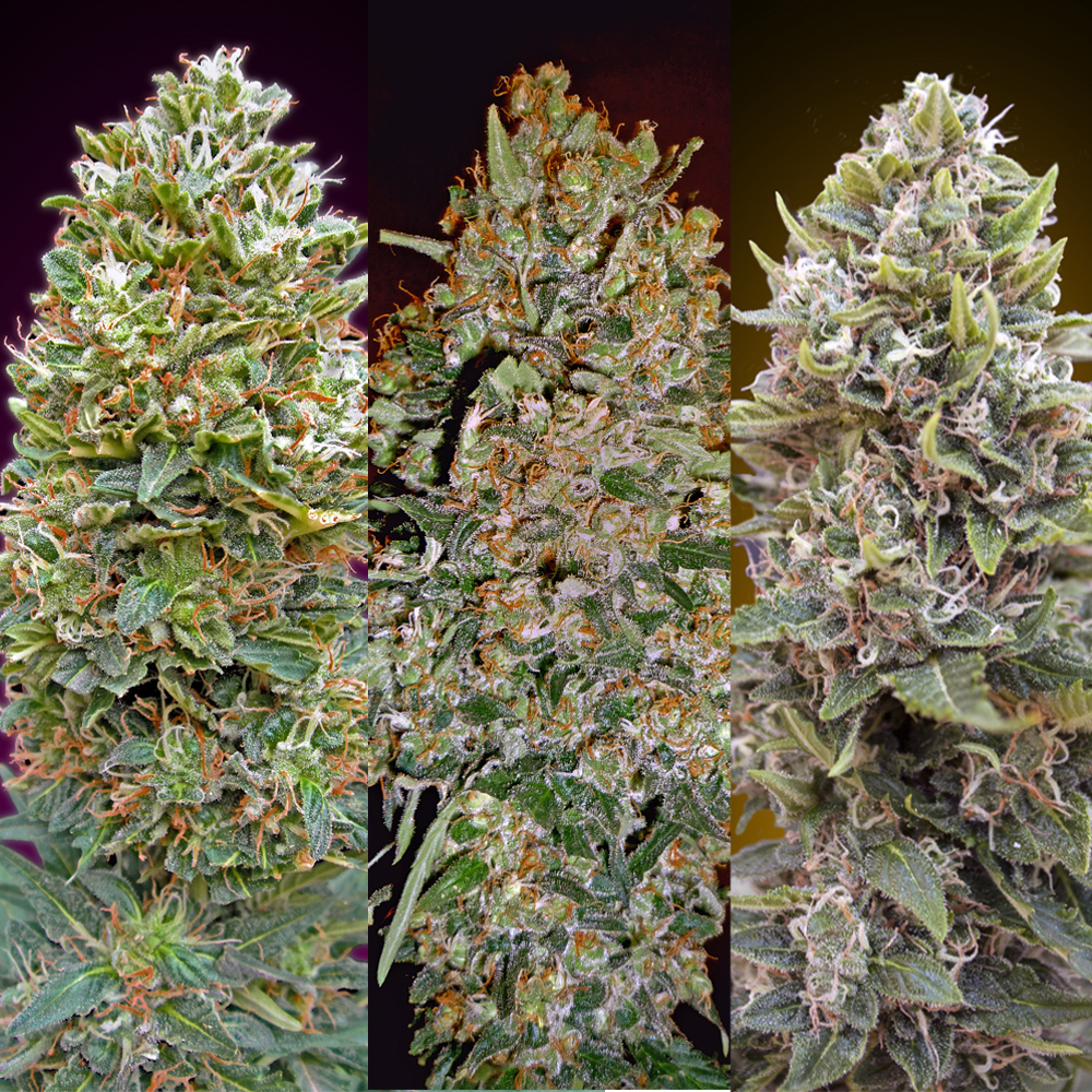 Automatik Collection #1