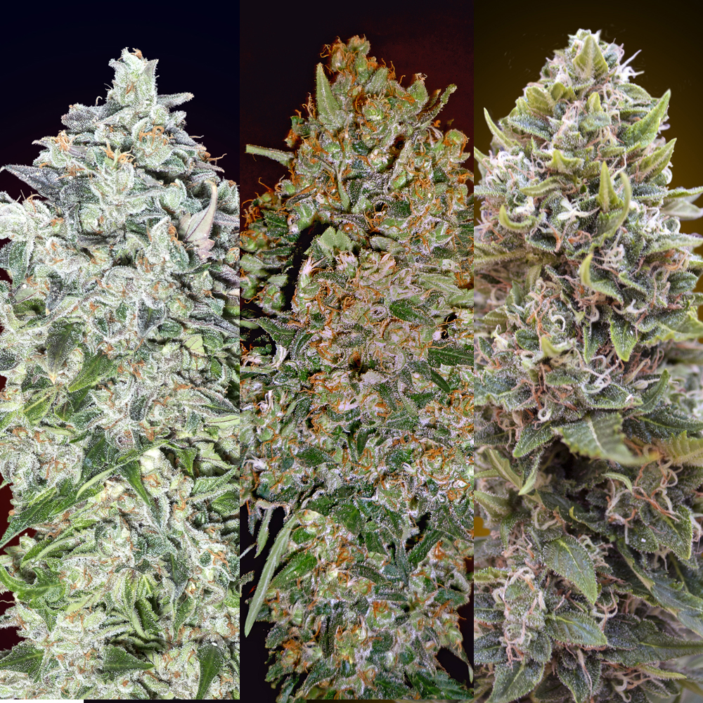 Female Collection #1