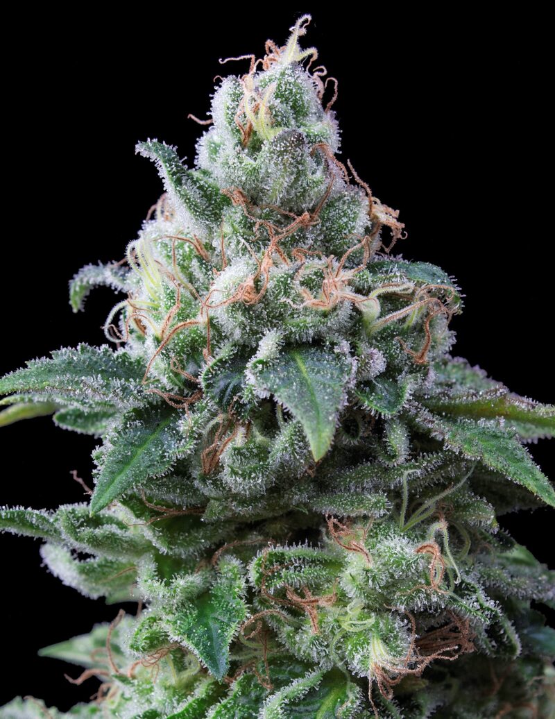 Amnesia