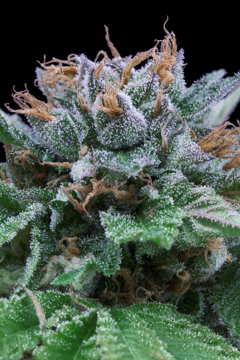 Auto Big blue