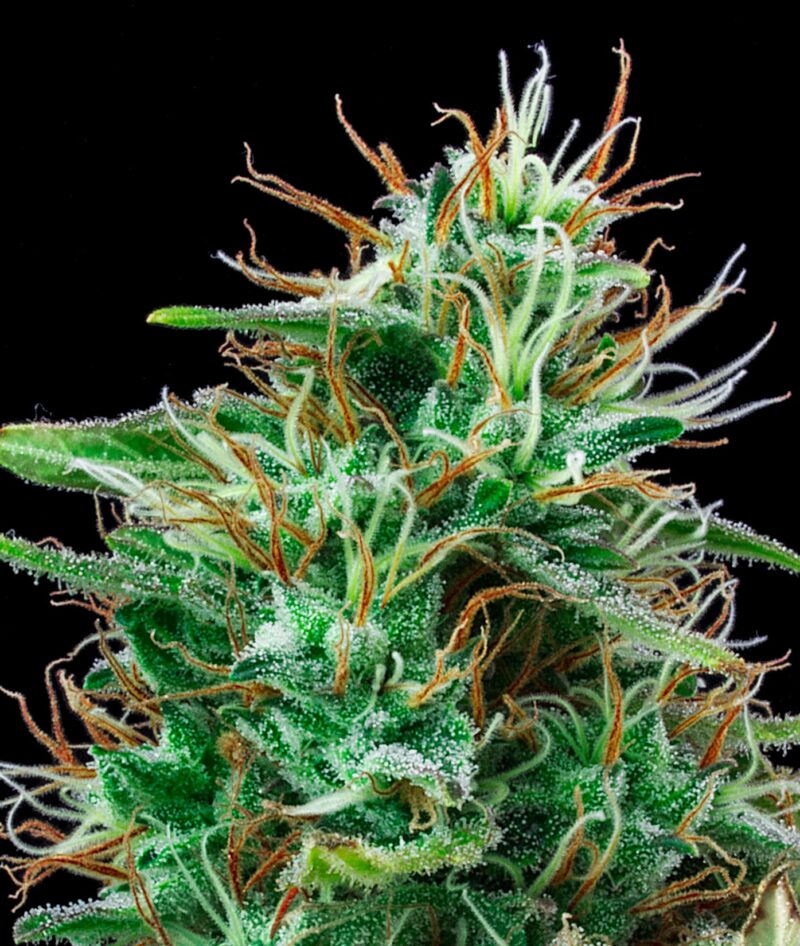 Auto Bilberry
