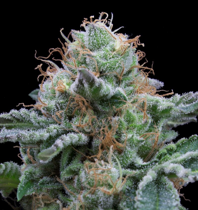Auto tasty