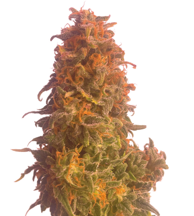 Auto Apple Fruit