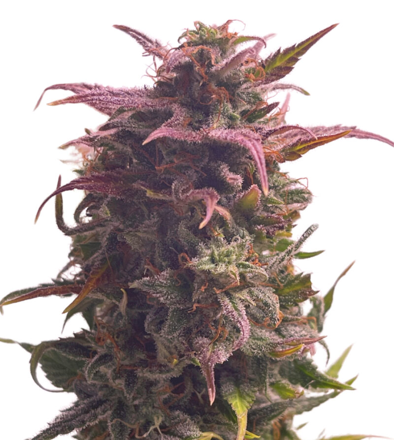 Auto Mimosa