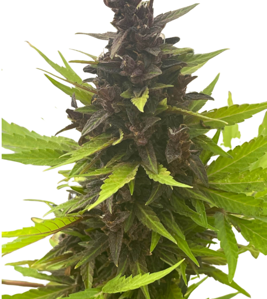 Auto Purple CBD Rich