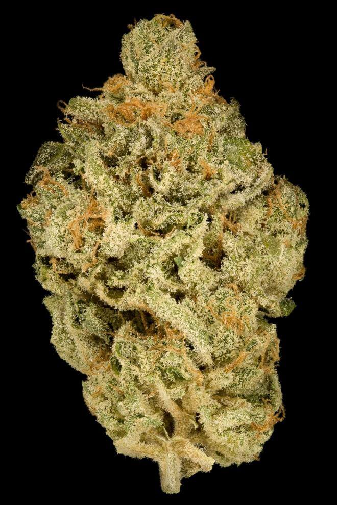 Zkittlez 5 fem.