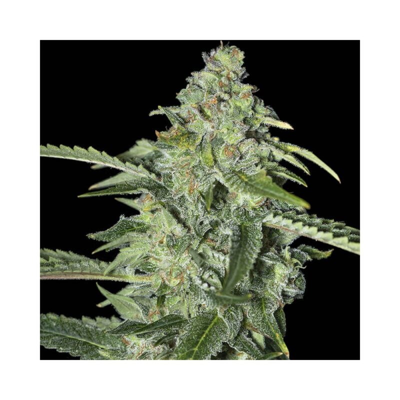 TNT Kush CBD 6 fem