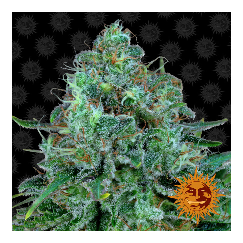 Critical Kush