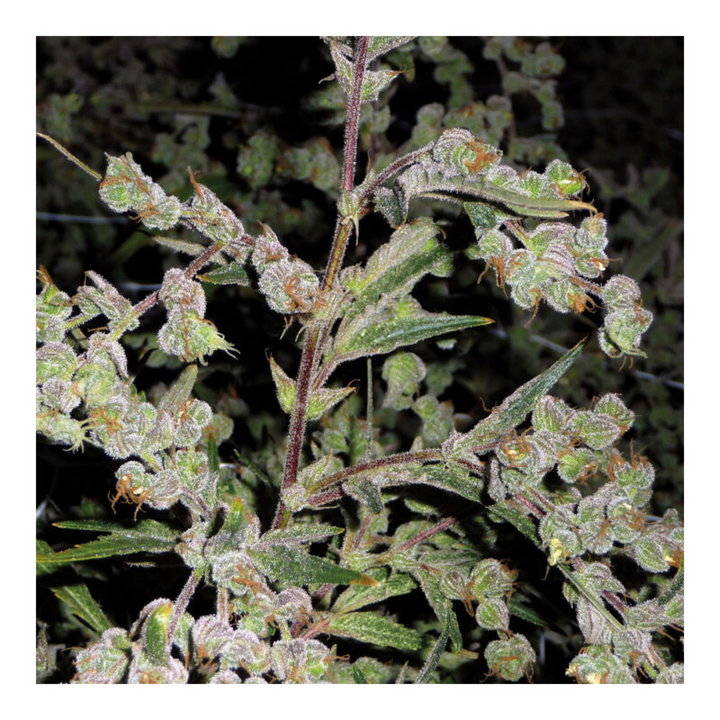 Dr. Grinspoon