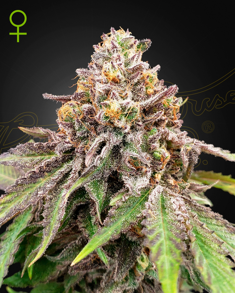 BlueHaze X Gelato#41 Auto