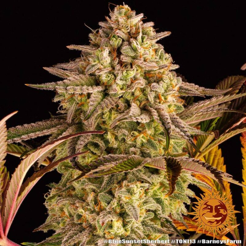 Blue Sunset Sherbert - Imagen 4