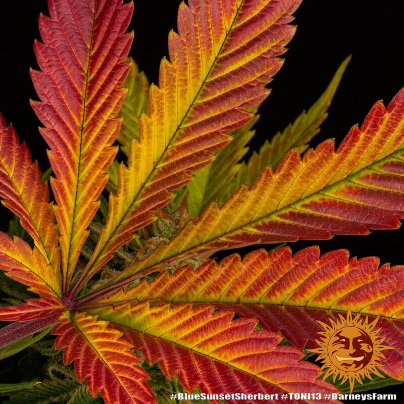 Blue Sunset Sherbert - Imagen 3