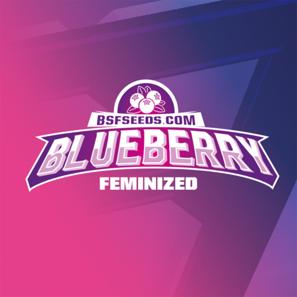 Blueberry - Imagen 2