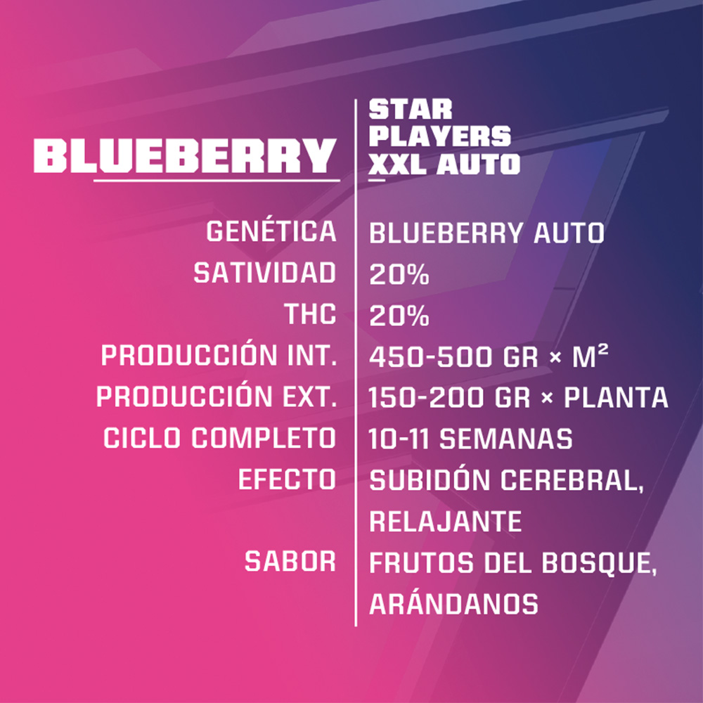 Blueberry XXL Auto - Imagen 2