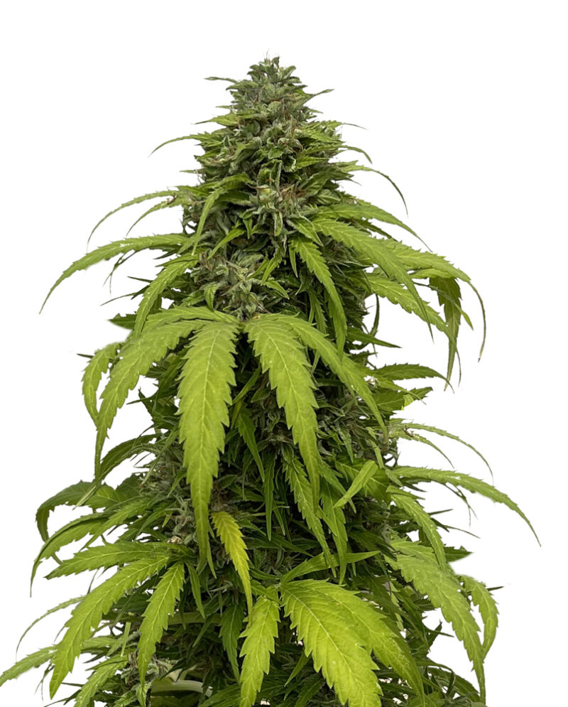 CBG Strong auto
