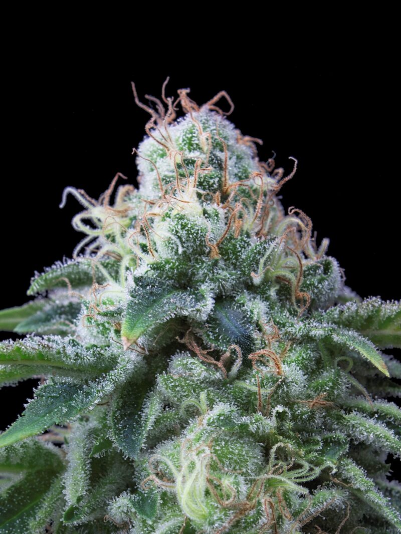 Dr. Lemon O.G