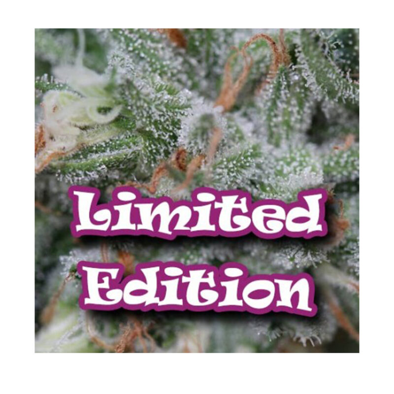 AlaDin Ed.limitada