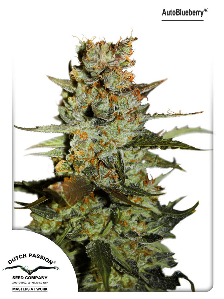 Auto Blueberry