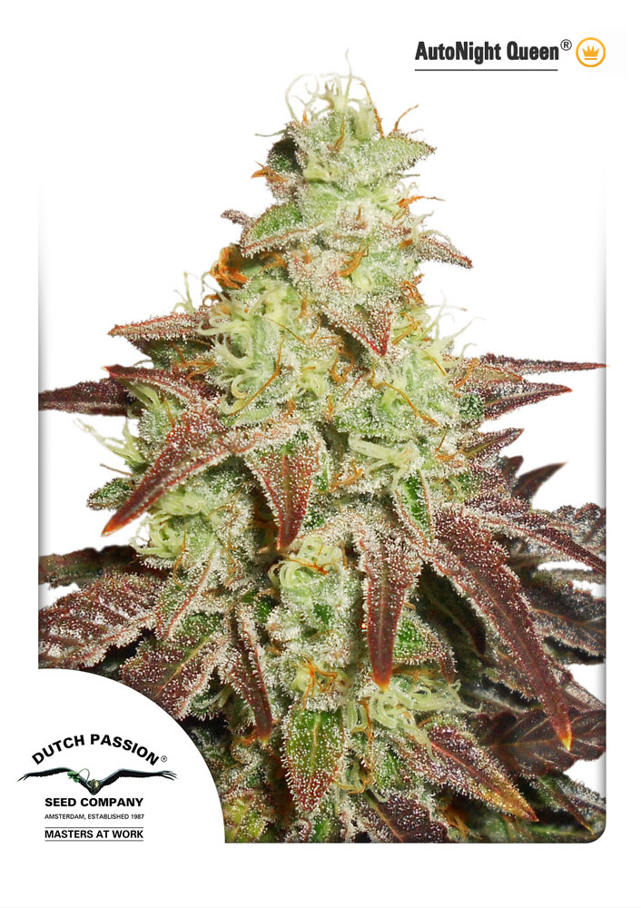 Auto Night Queen