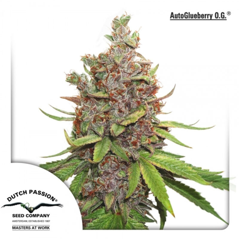 Auto Glueberry O.G