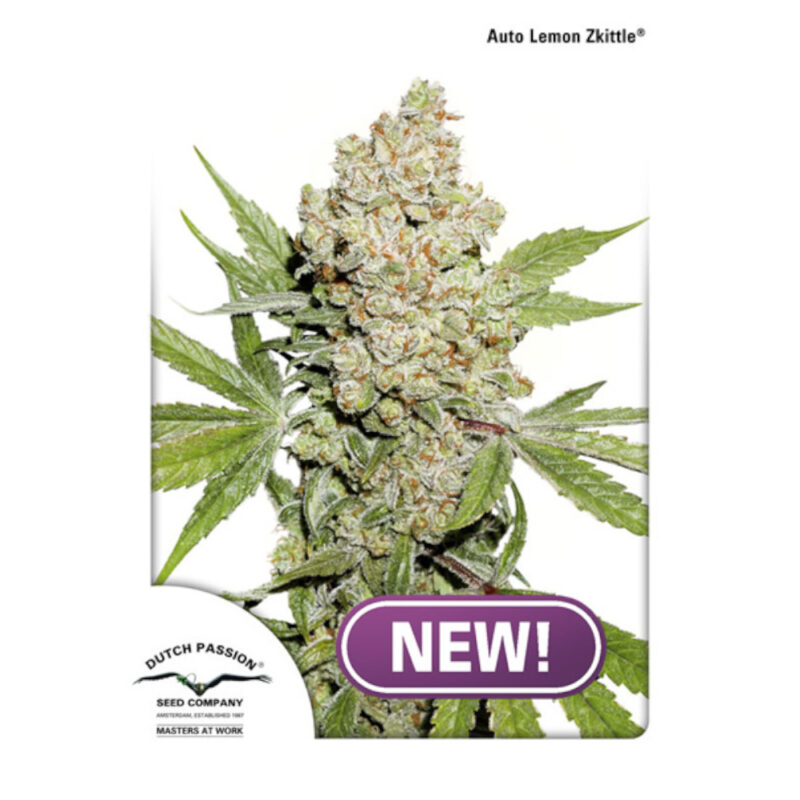 Auto Lemon Kix