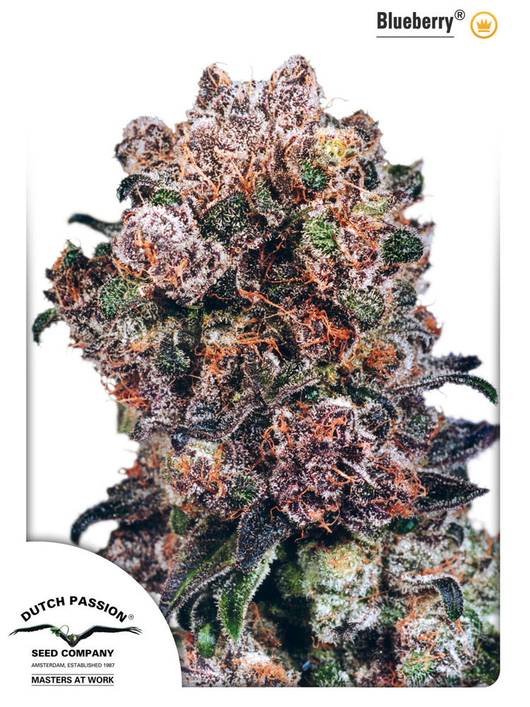 Blueberry