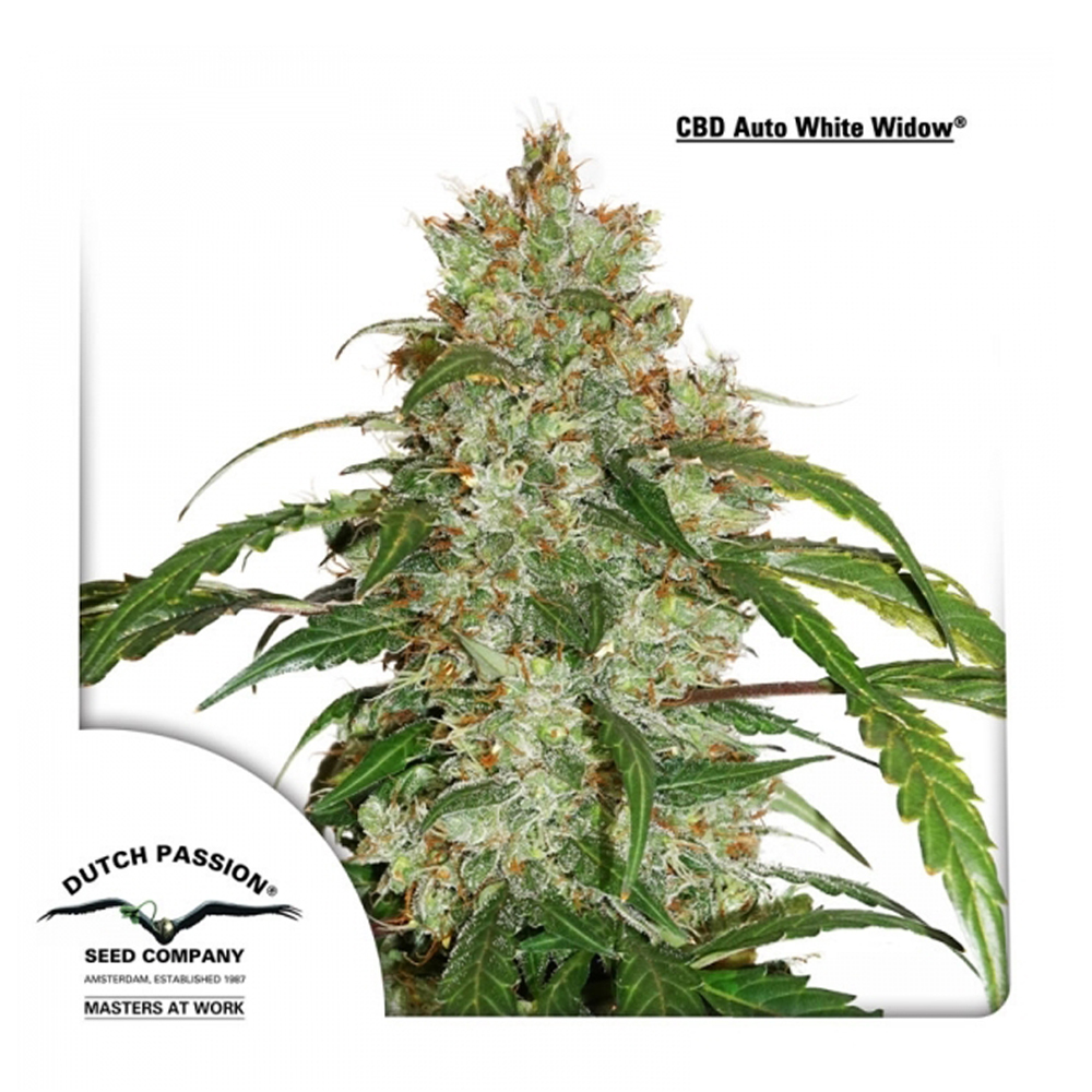CBD Auto White Widow