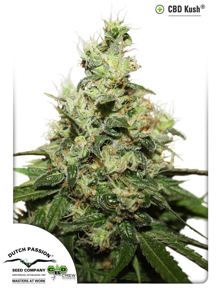 CBD Kush