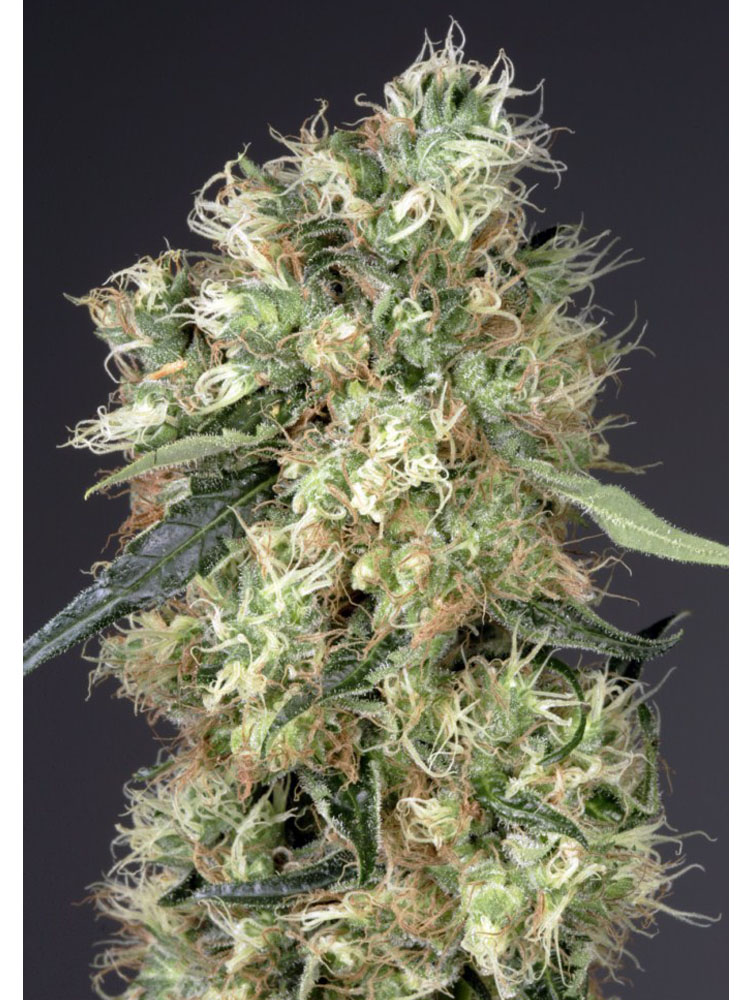 Dutch Haze