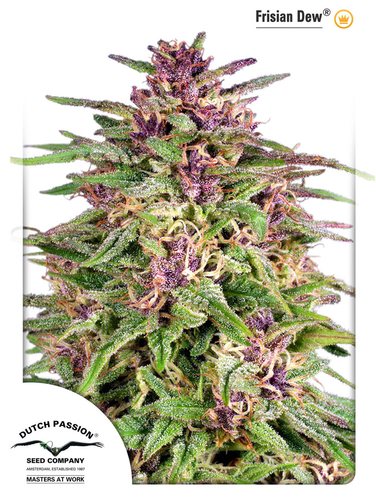 Frisian Dew