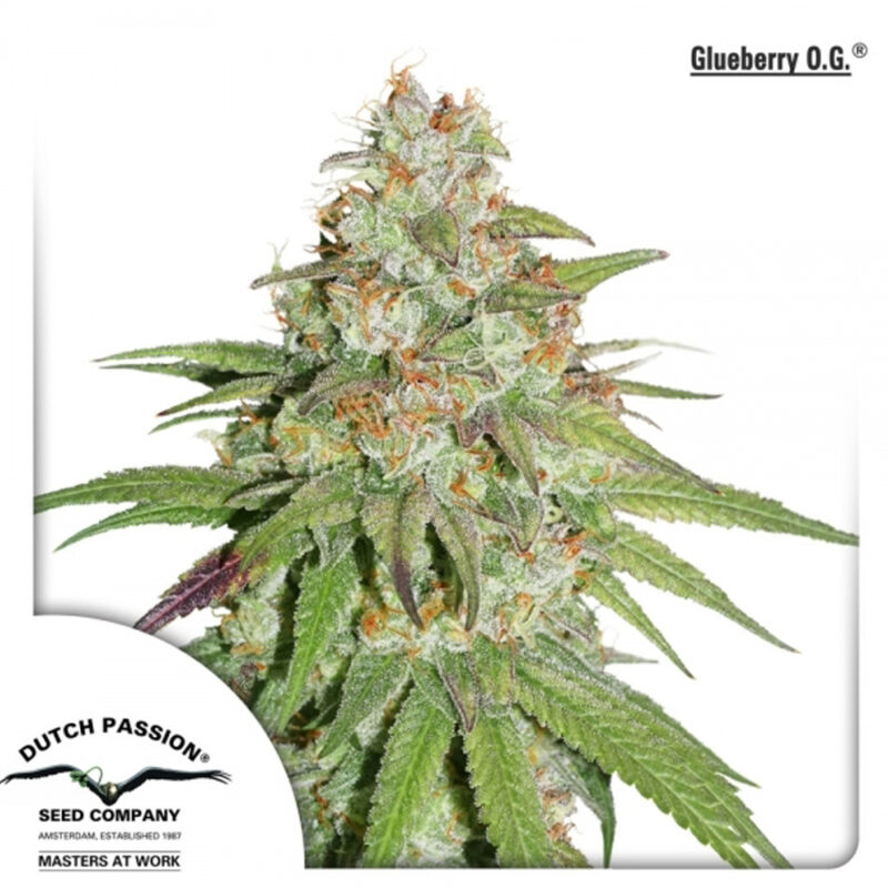 Glueberry O.G