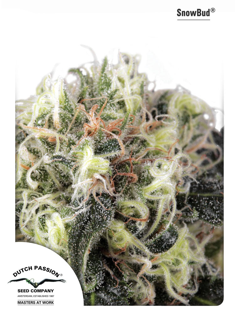 SnowBud