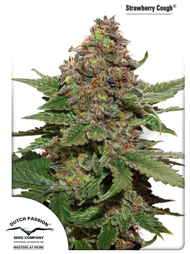 Strawberry Cough