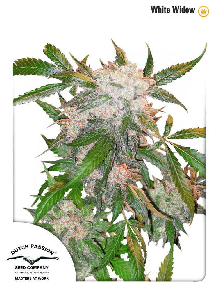 White Widow
