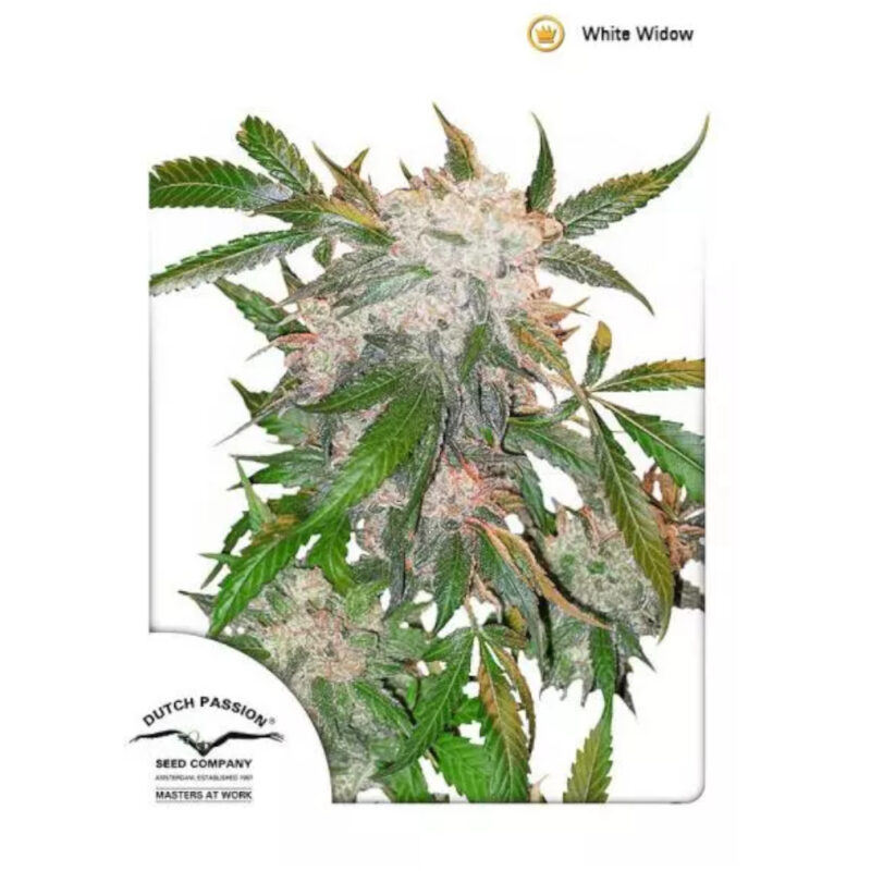 White Widow