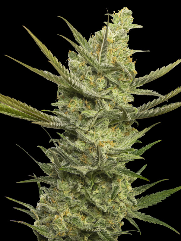 Gipsy Haze 6+2