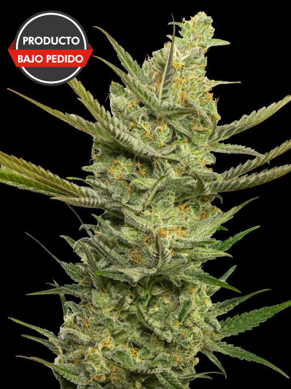 Gipsy Haze 100