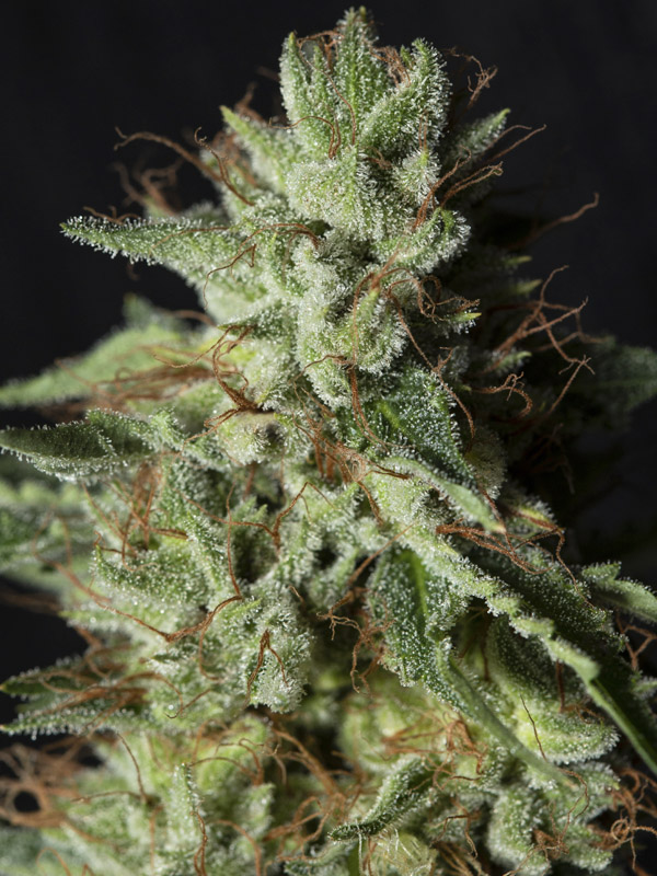 Gorilla Candy 6+2