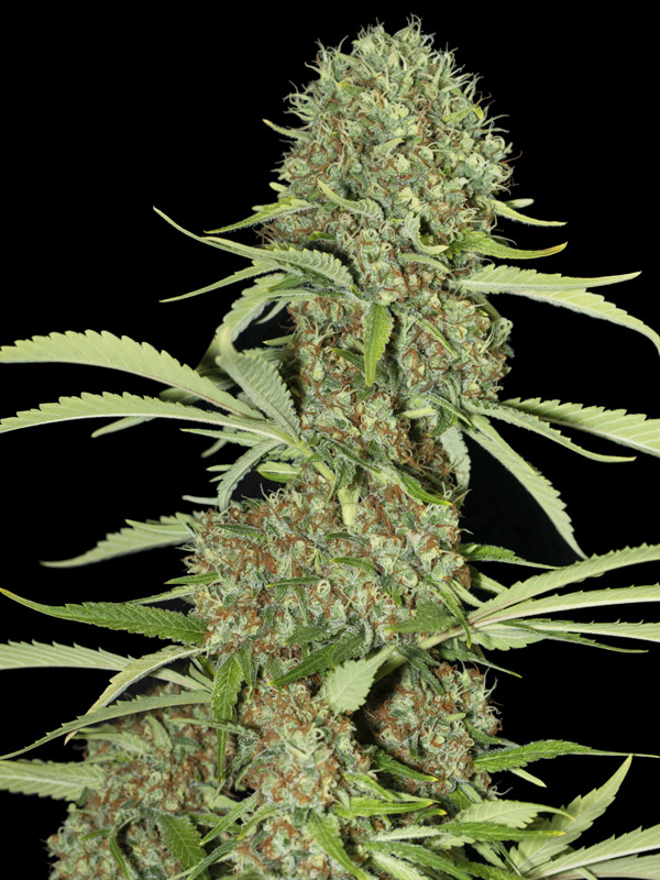 Jamaican dream 3+1