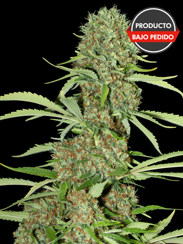 Jamaican dream 100