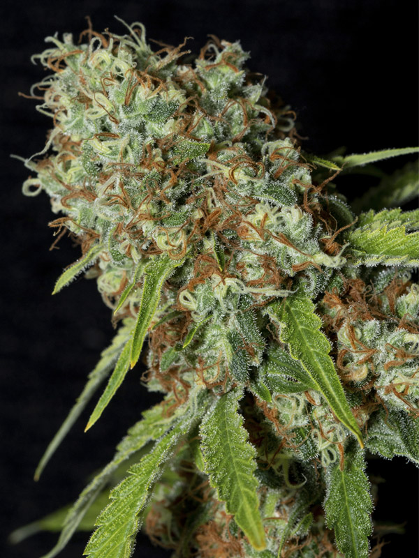 Jamaican Dream CBD 6+2