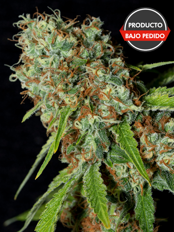 Jamaican Dream CBD 100