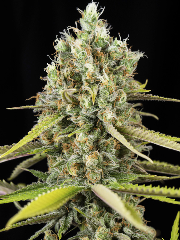 Lemon King 6+2
