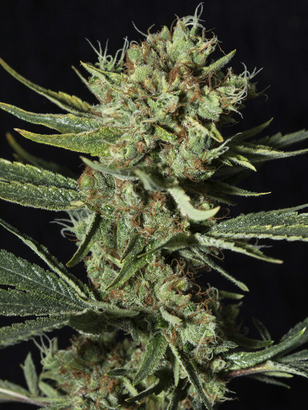 Only CBD 6+2