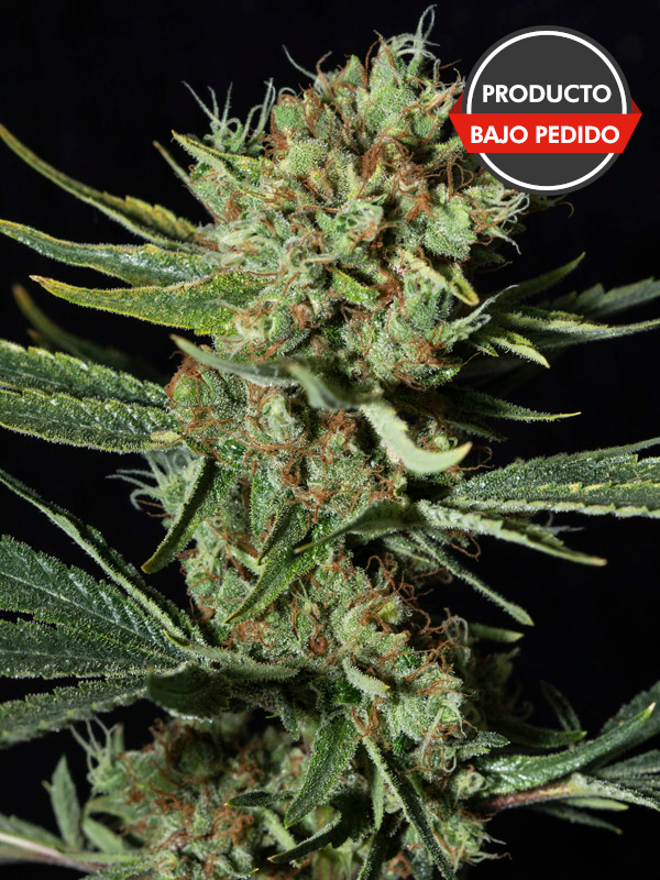 Only CBD 100