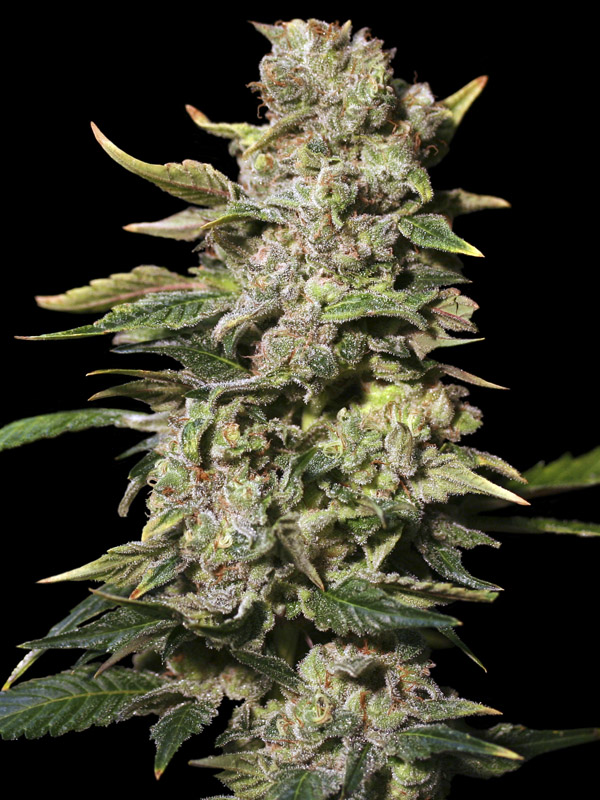 TNT Kush 6+2