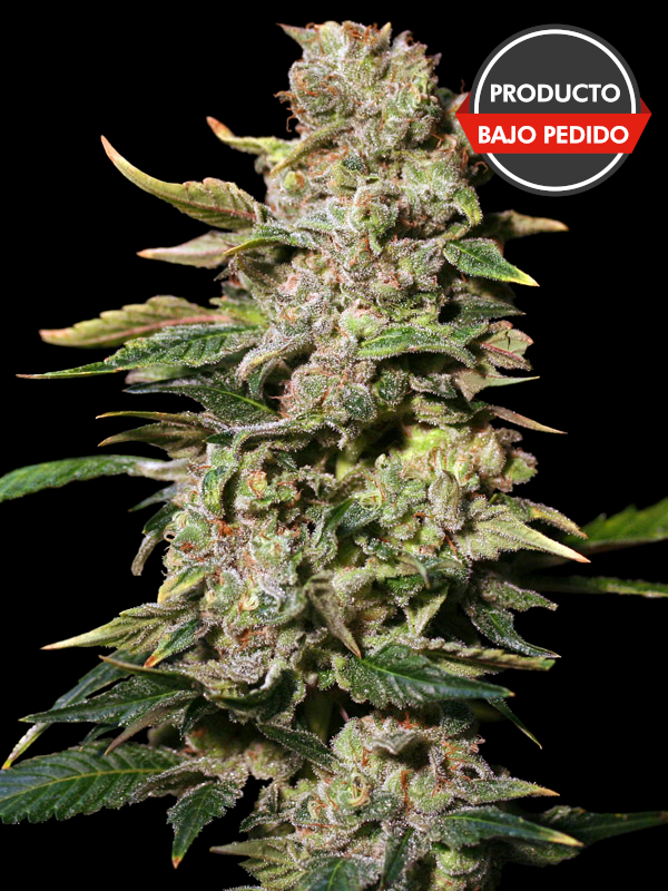 TNT Kush 100