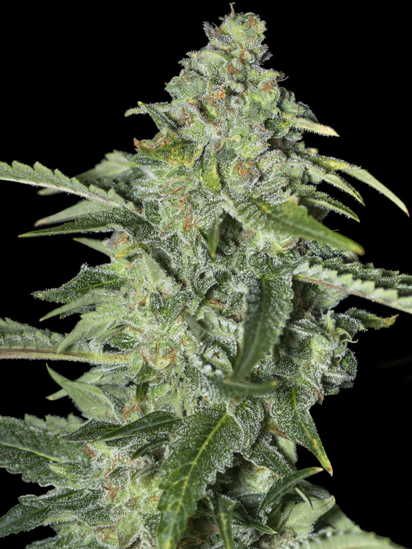 TNT Kush CBD 3+1