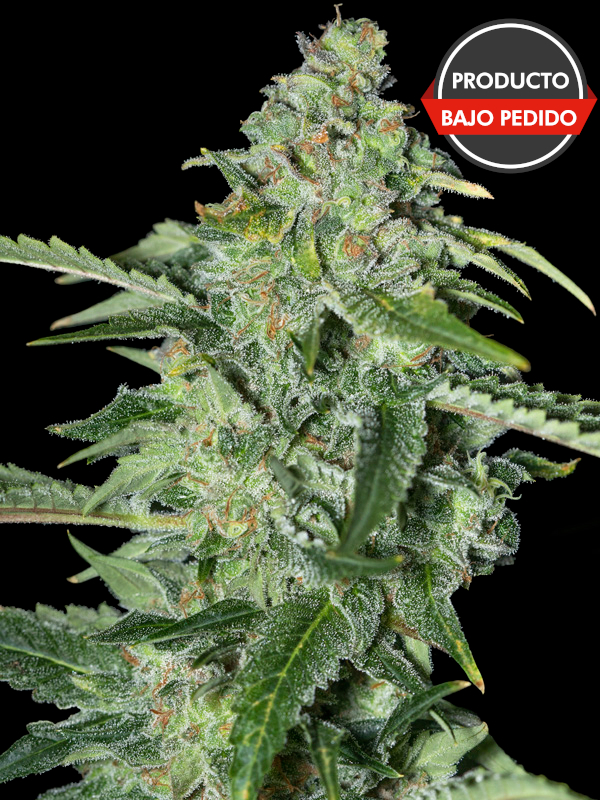 TNT Kush CBD 100