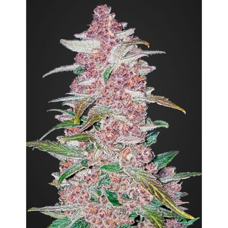 Blackberry Auto